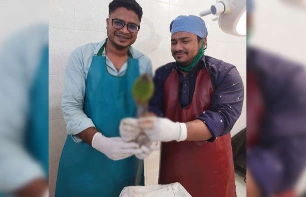 পায়ুপথে ছয় ইঞ্চি ডাব, অস্ত্রোপচারে অপসারণ